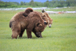 Illustration for article titled Please Enjoy This Gallery Of Amazing Bear Photos